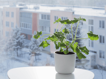 Ananas-Pflanze: Herkunft, Pflege & Tipps Ananas-Pflanze: Herkunft, Pflege & Tipps