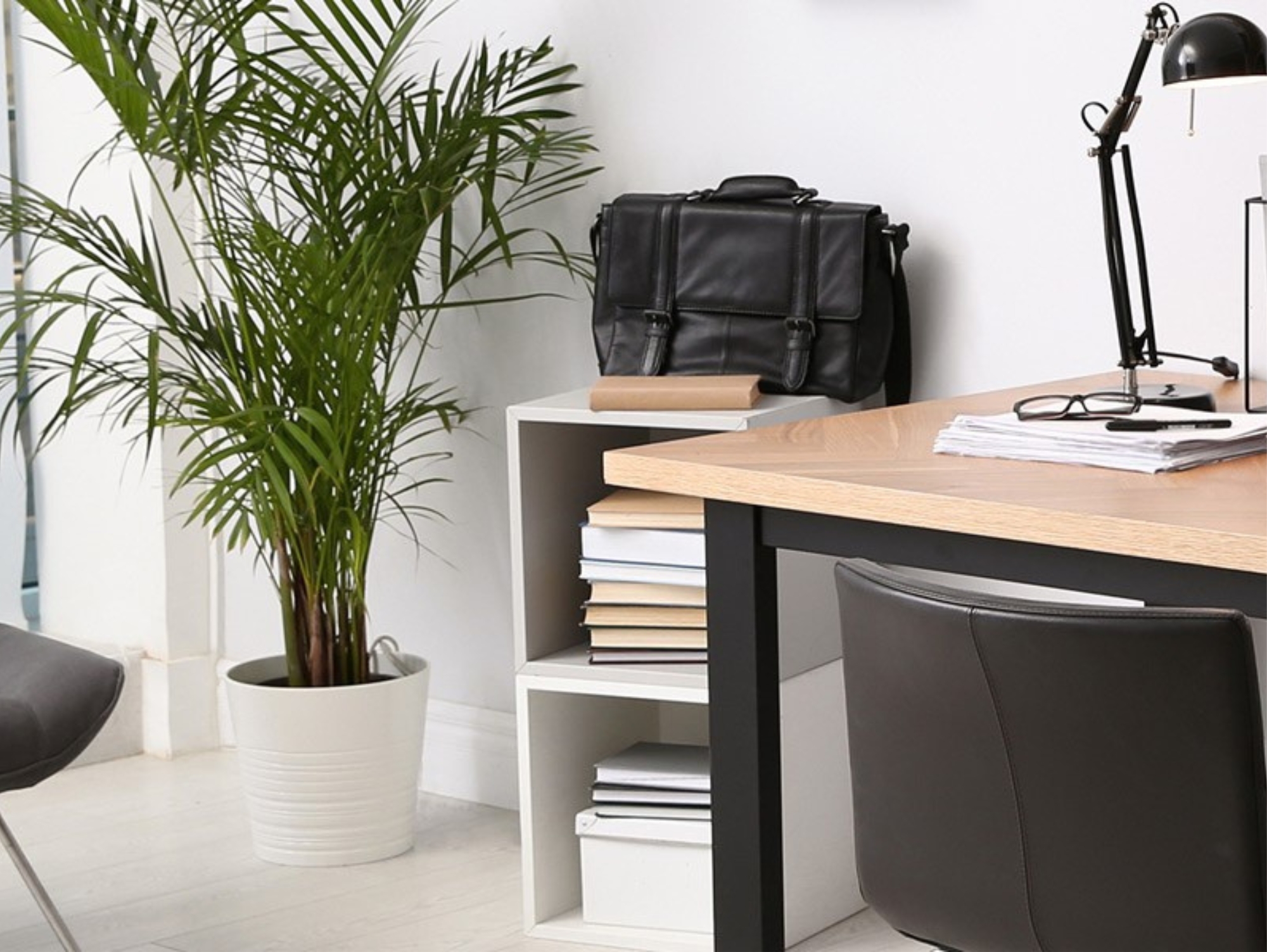Die besten Pflanzen für dein Büro oder Home-Office Die besten Pflanzen für dein Büro oder Home-Office