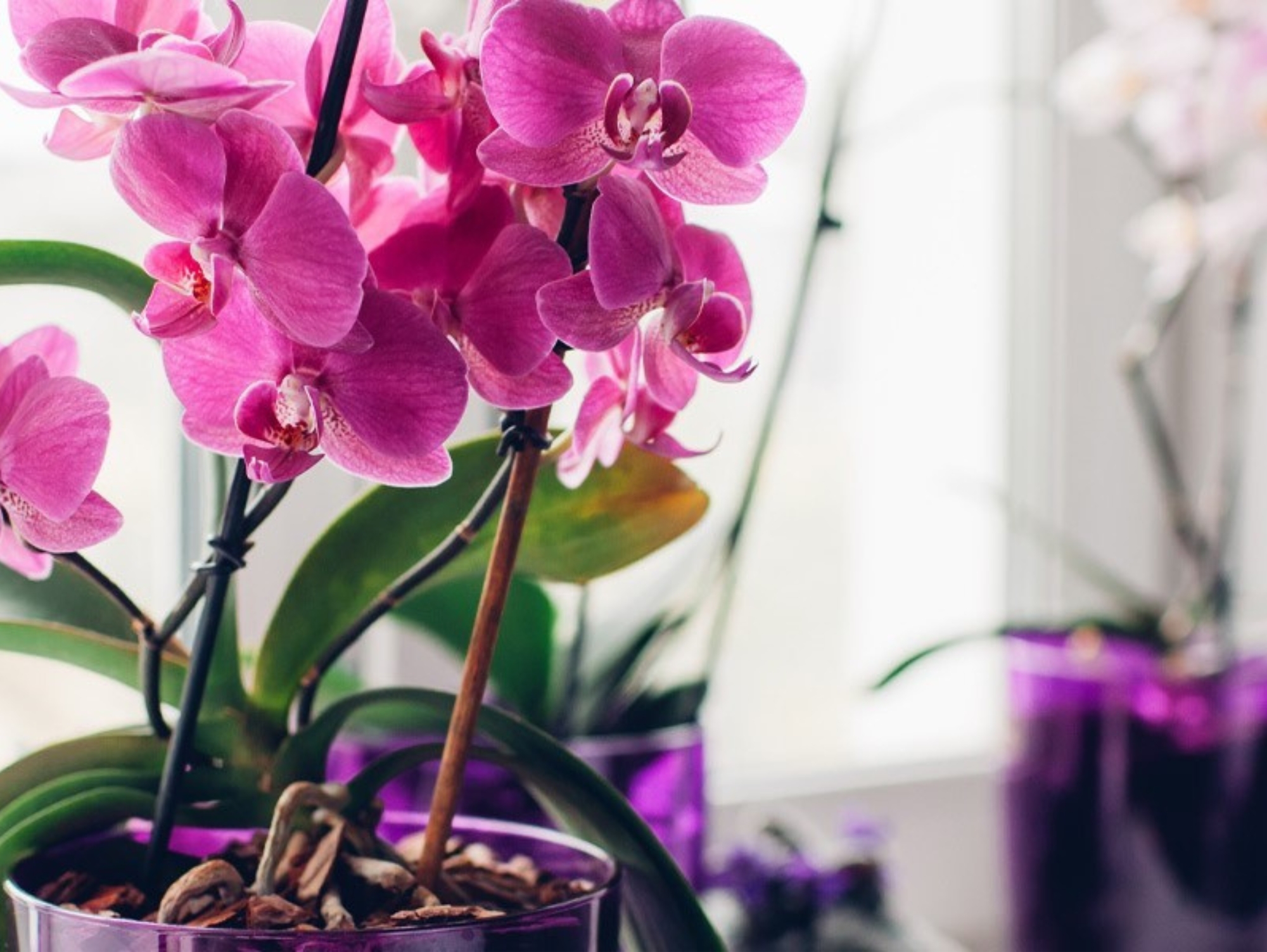 Orchidee - Bedeutung, Herkunft & Pflege