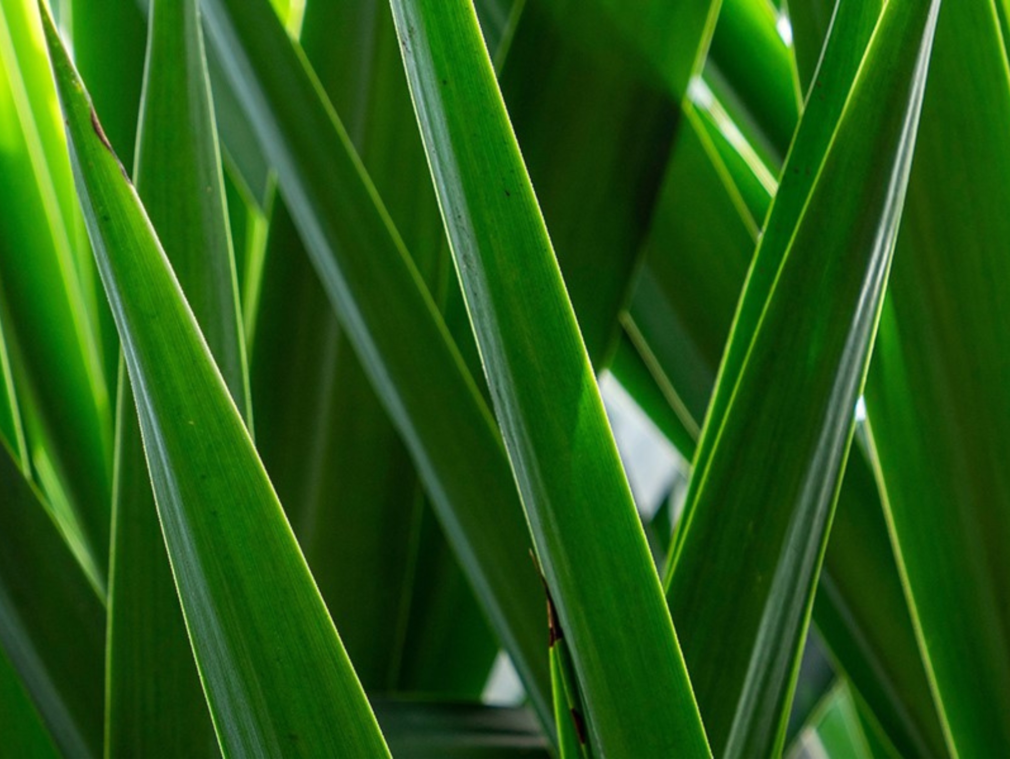Yucca Palme - Informationen, Fakten & Pflege Yucca Palme - Informationen, Fakten & Pflege
