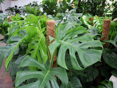 Bestelle jetzt die fensterblatt monstera deliciosa