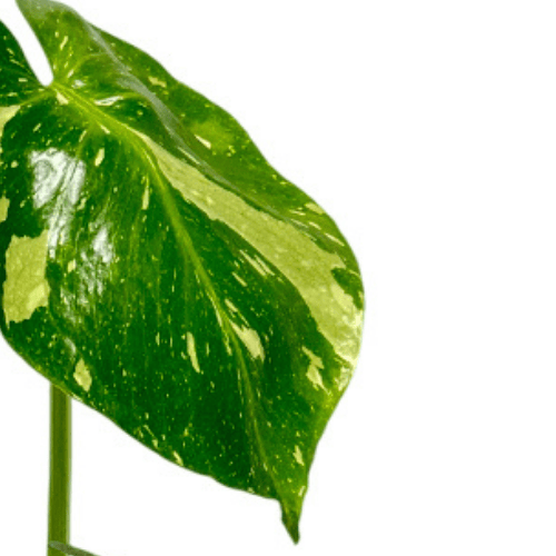 Monstera Thai Constellation