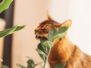 Giftige und ungiftige Pflanzen für Katzen Giftige und ungiftige Pflanzen für Katzen